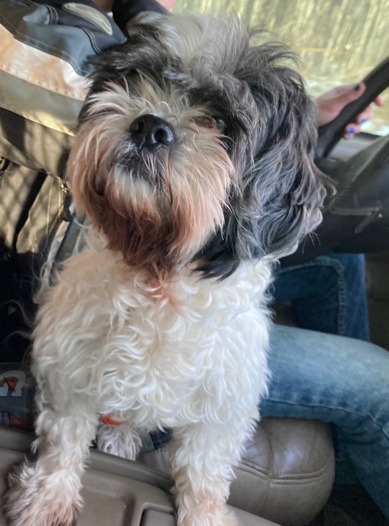 Layla, an adoptable Shih Tzu in Ashland, WI, 54806 | Photo Image 1