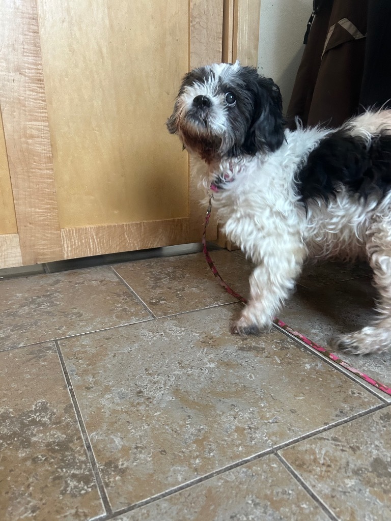Layla, an adoptable Shih Tzu in Ashland, WI, 54806 | Photo Image 2