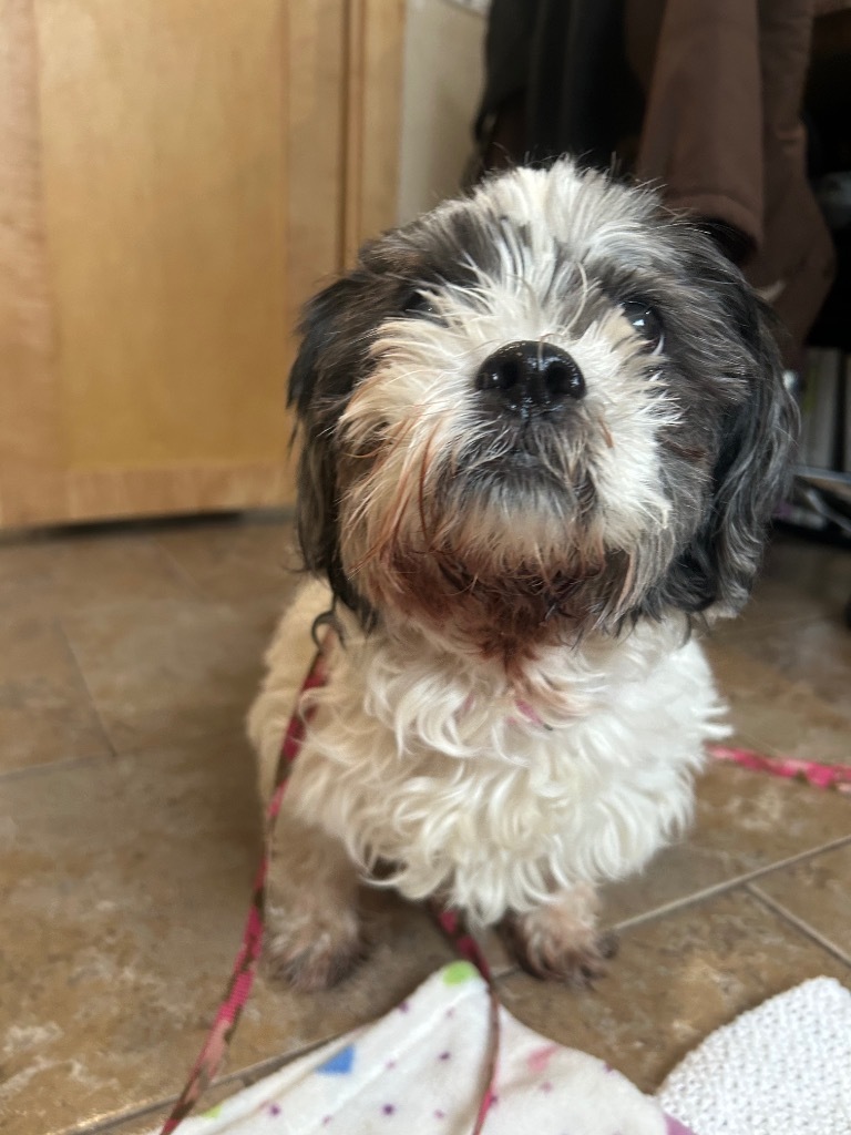 Layla, an adoptable Shih Tzu in Ashland, WI, 54806 | Photo Image 3