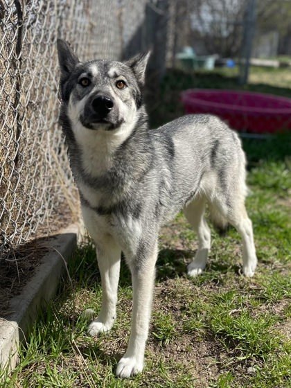 Silver (AKA Lyra)