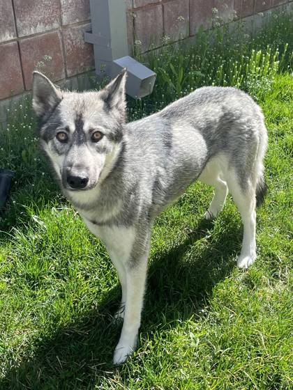 Silver (AKA Lyra)