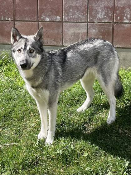 Silver (AKA Lyra)