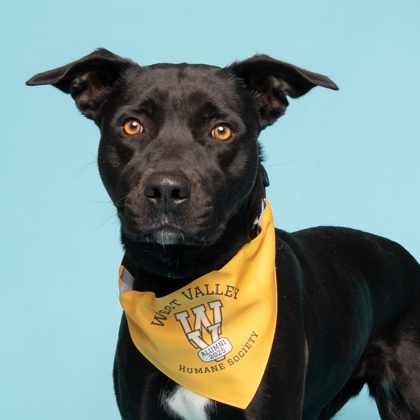 Bella, an adoptable Mixed Breed in Caldwell, ID, 83607 | Photo Image 1