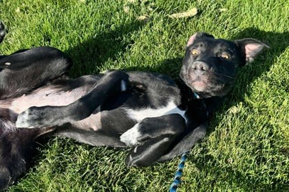 Bella, an adoptable Mixed Breed in Caldwell, ID, 83607 | Photo Image 3
