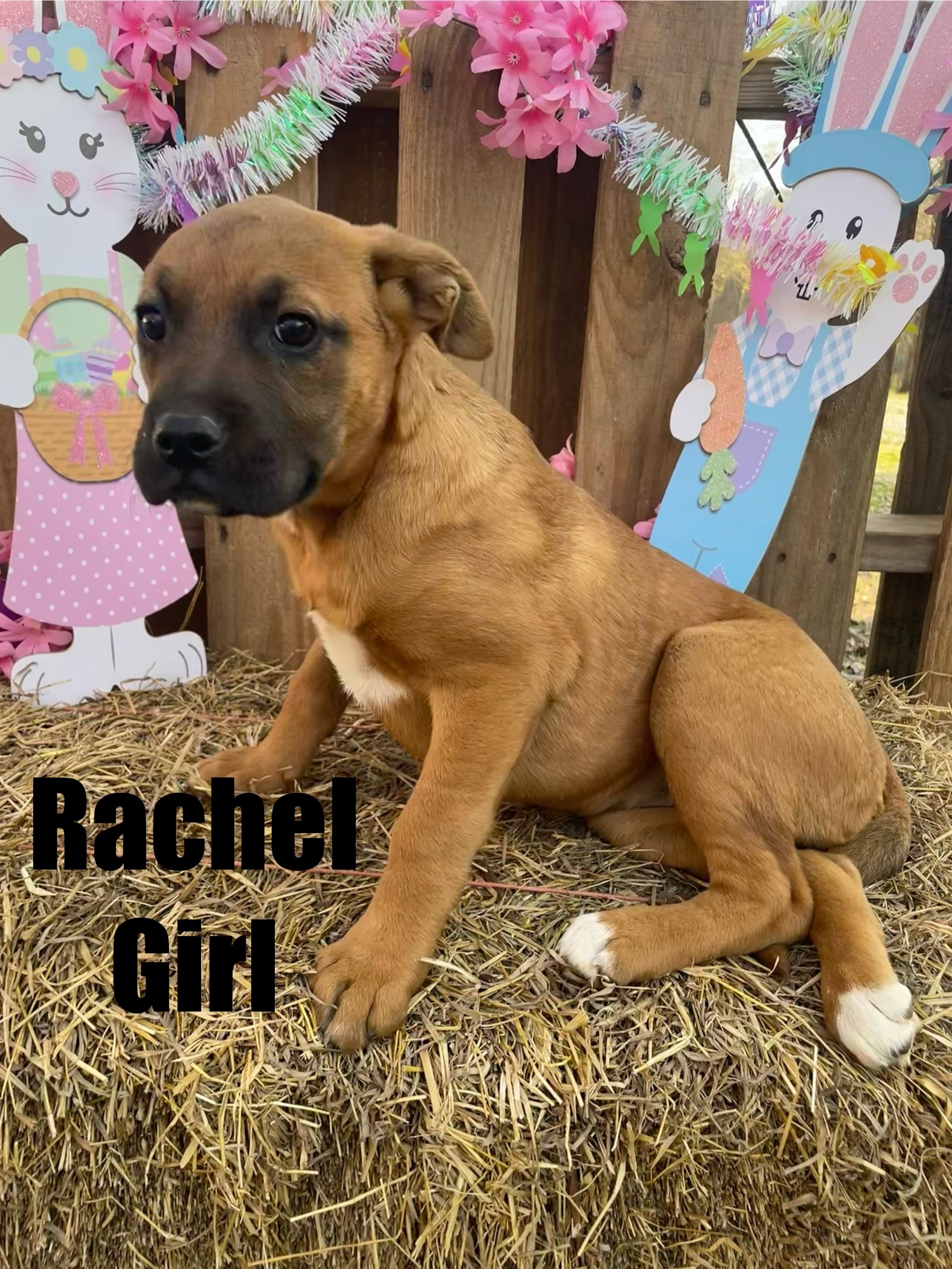 Rachel