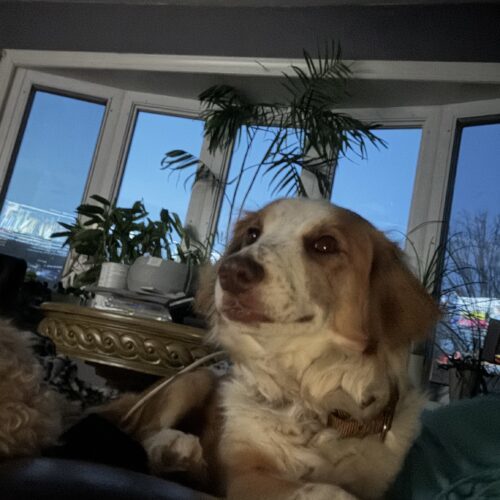 Macy