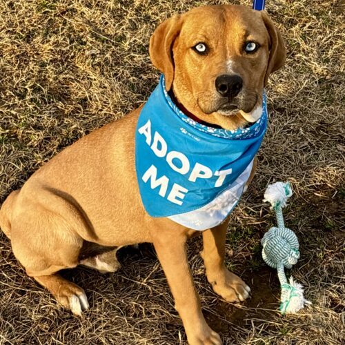 Scooby