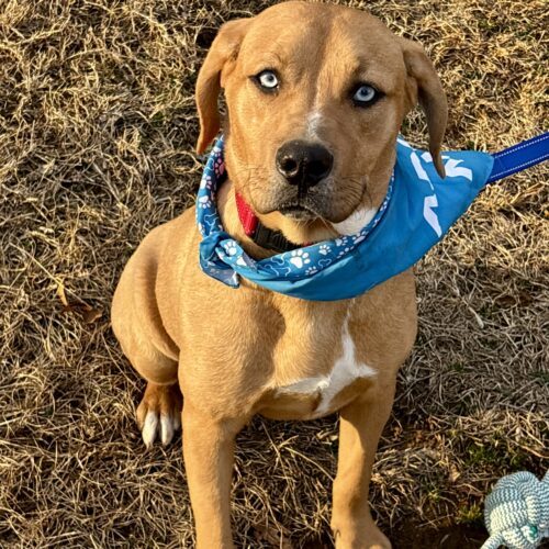 Scooby