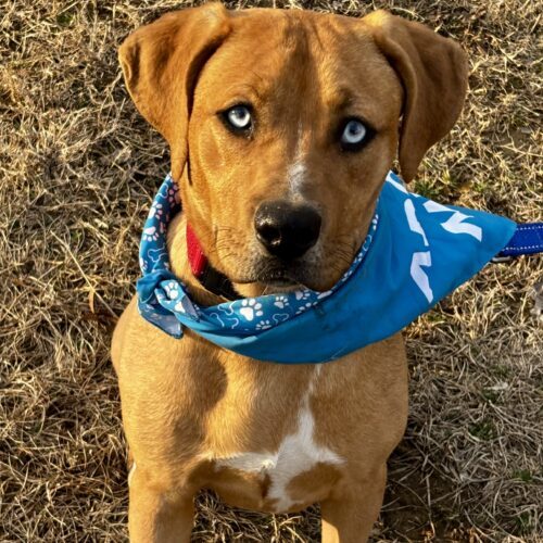 Scooby