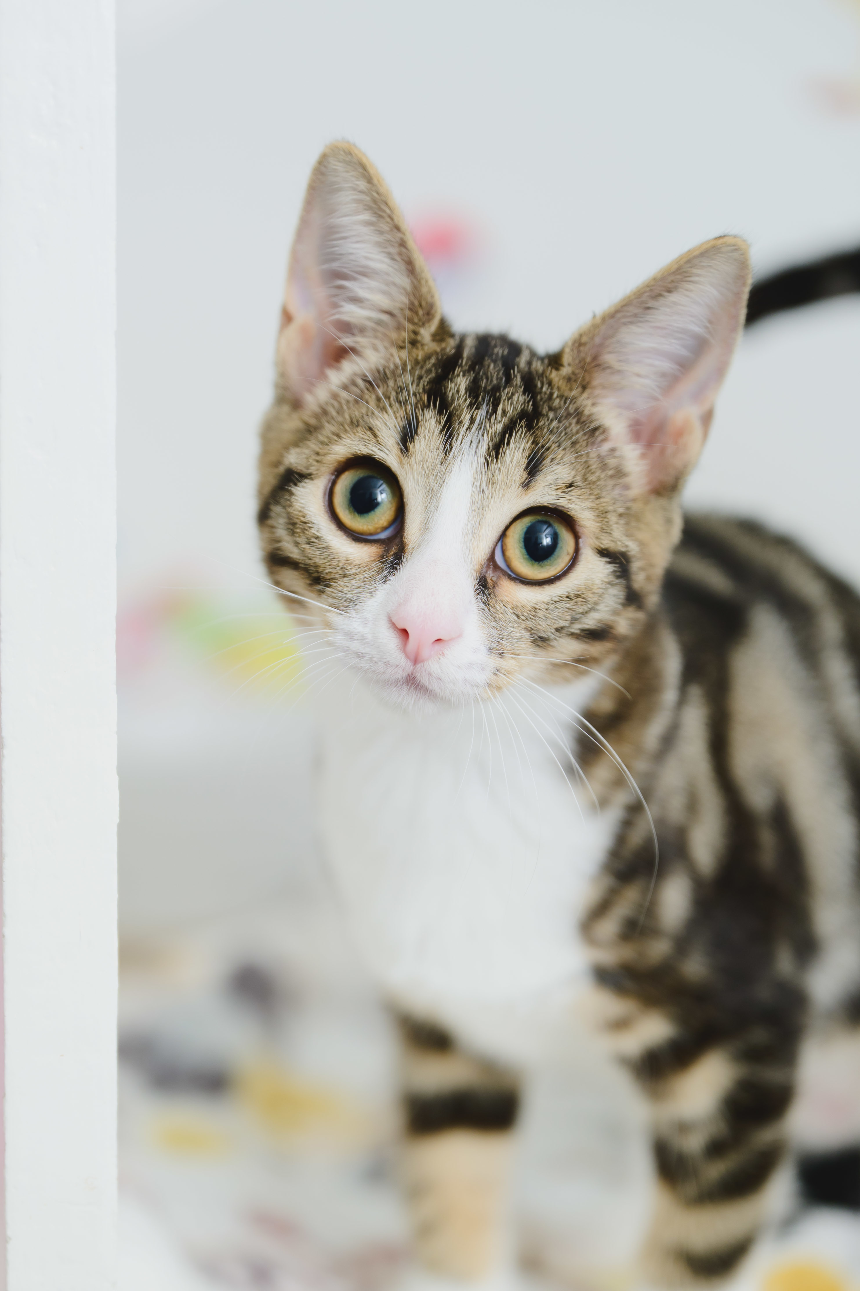 Kayla, an adoptable Domestic Short Hair in Honolulu, HI, 96826 | Photo Image 1