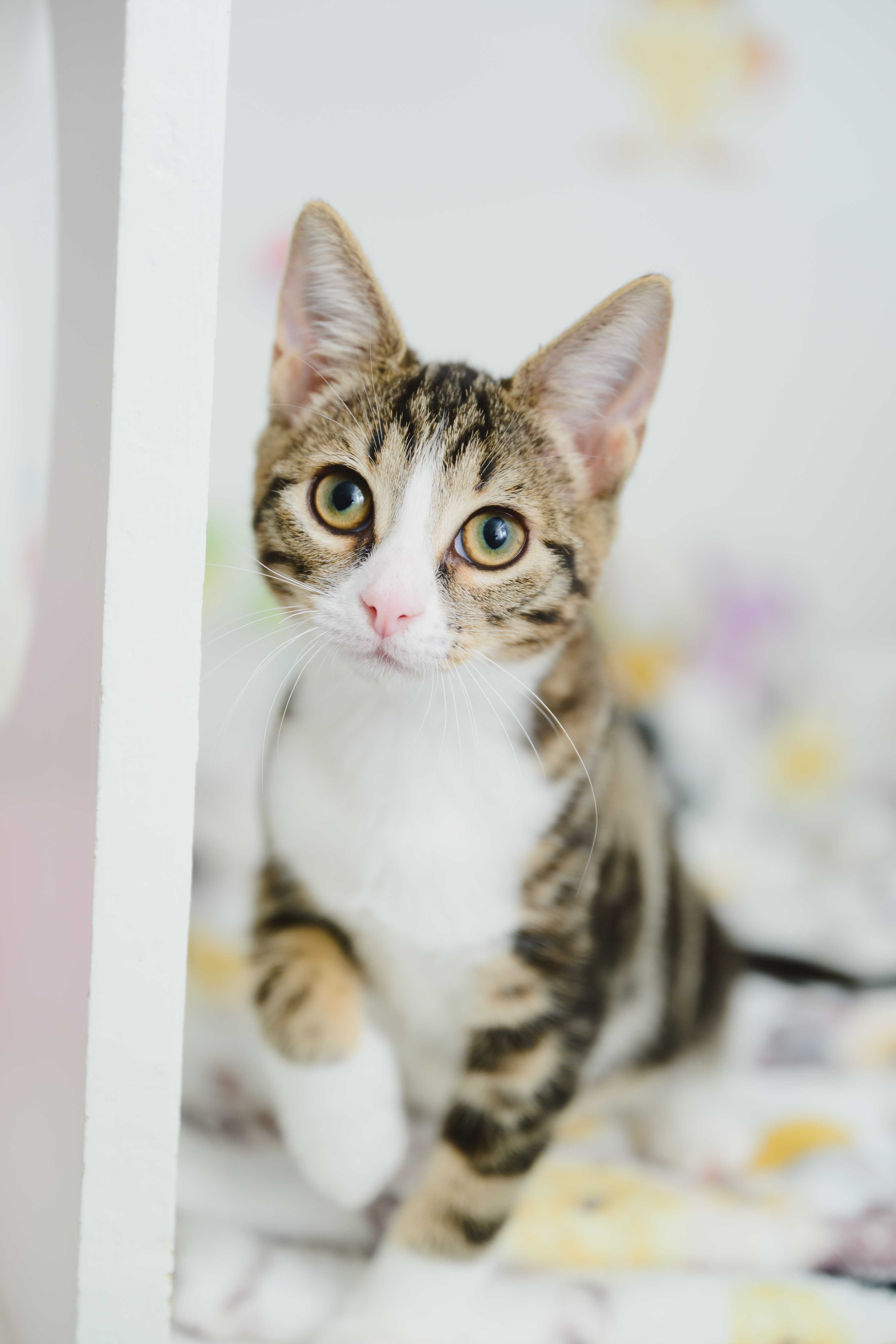 Kayla, an adoptable Domestic Short Hair in Honolulu, HI, 96826 | Photo Image 2