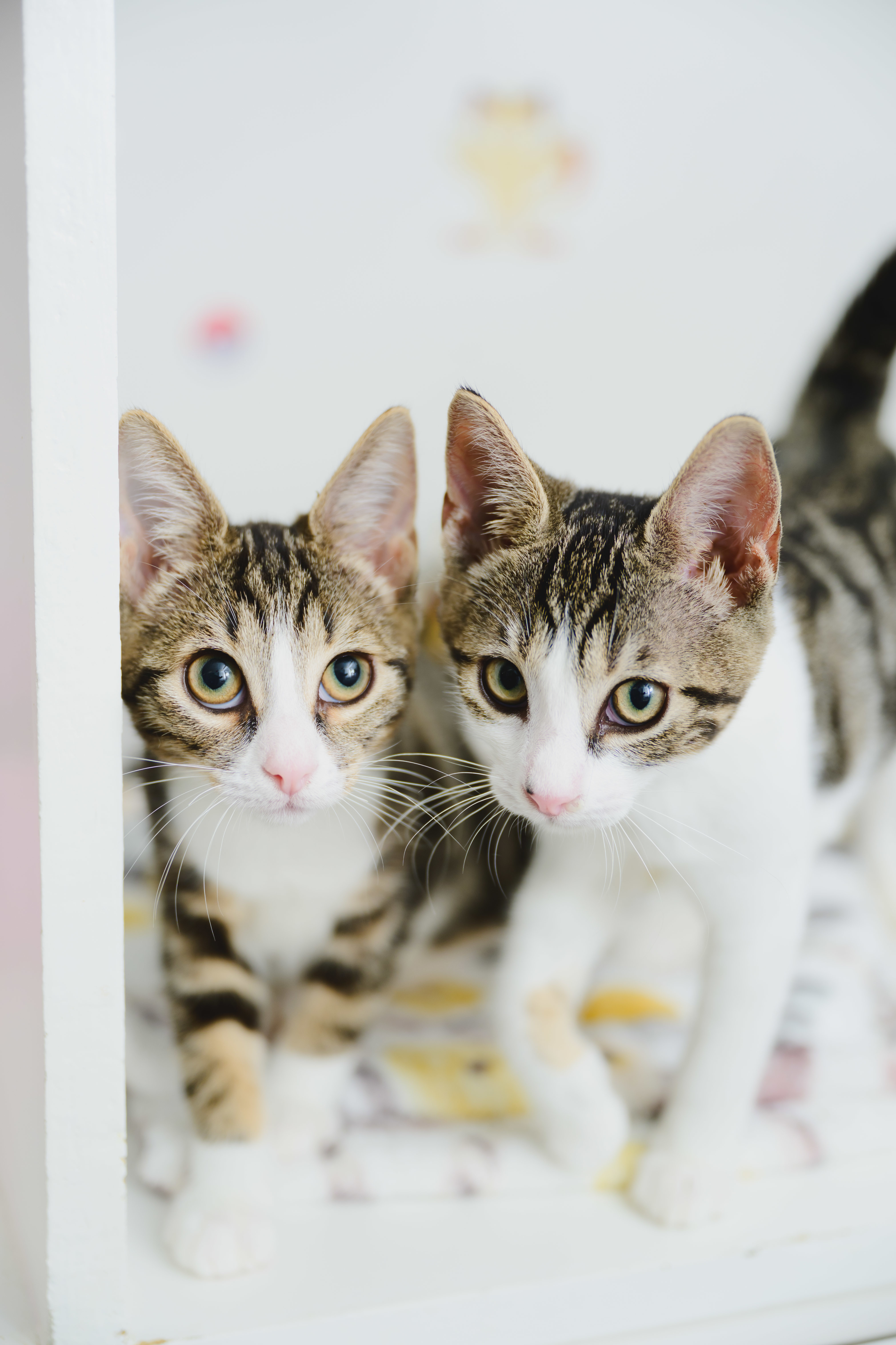 Kayla, an adoptable Domestic Short Hair in Honolulu, HI, 96826 | Photo Image 3