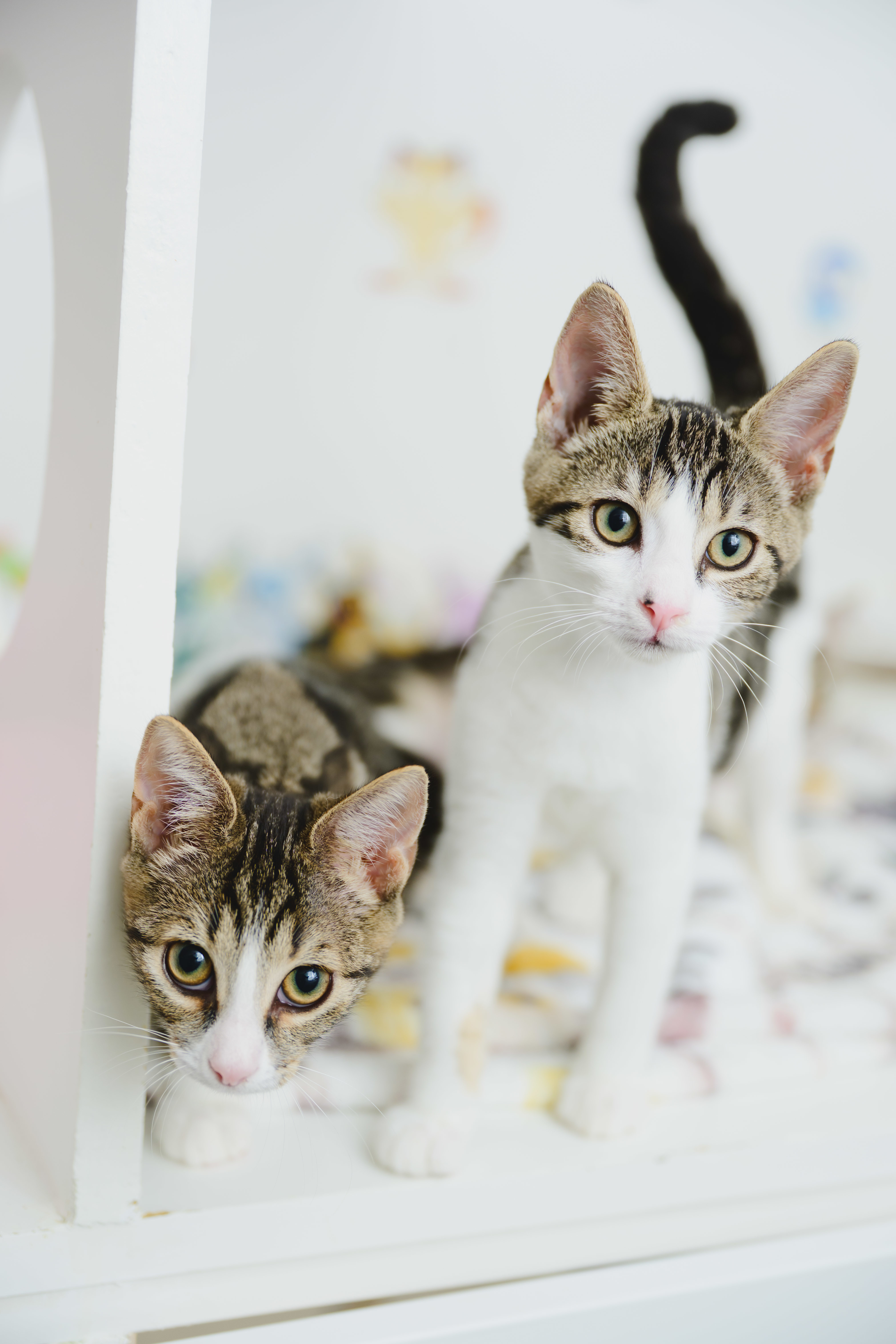 Kayla, an adoptable Domestic Short Hair in Honolulu, HI, 96826 | Photo Image 4