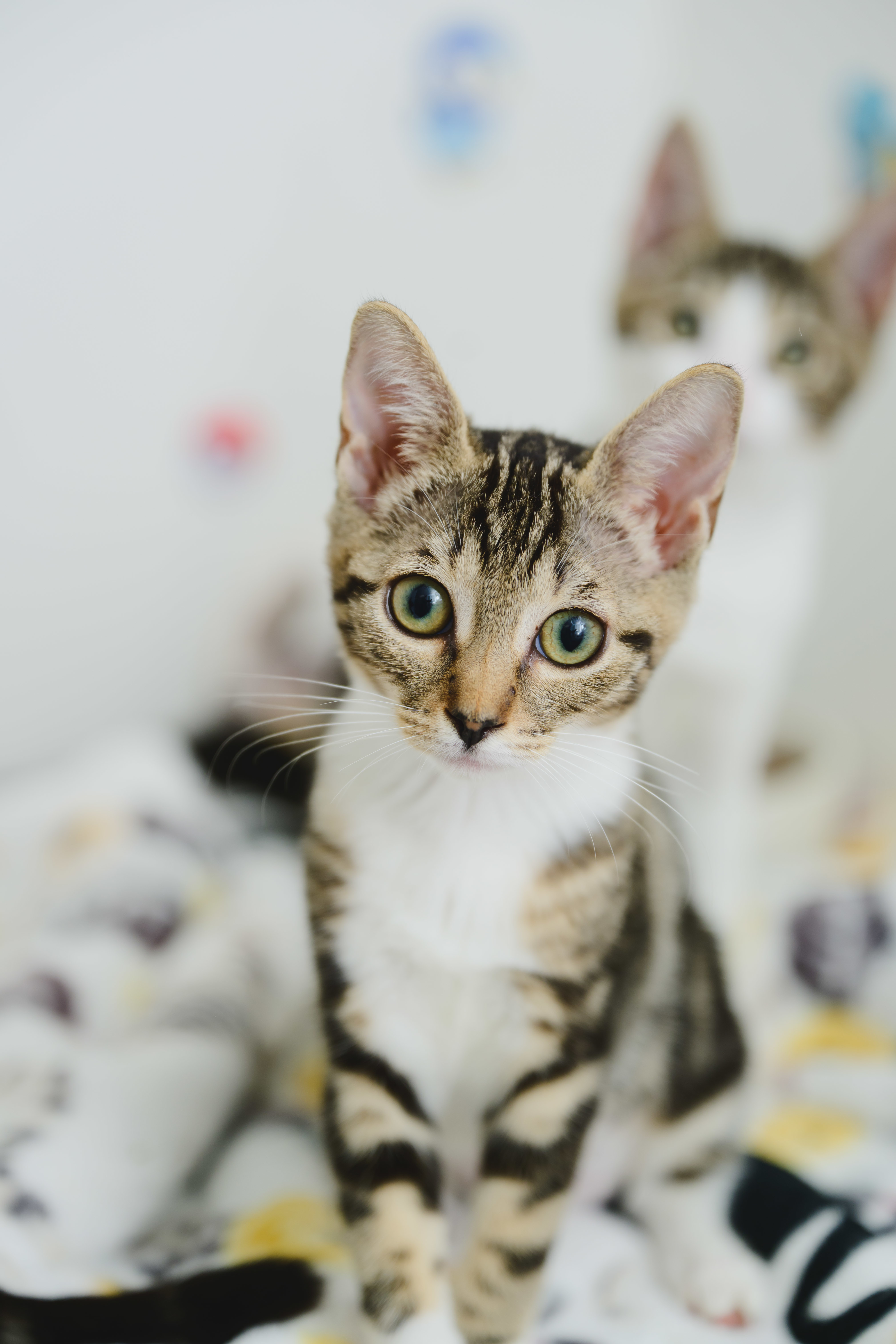 Jayla, an adoptable Domestic Short Hair in Honolulu, HI, 96826 | Photo Image 2