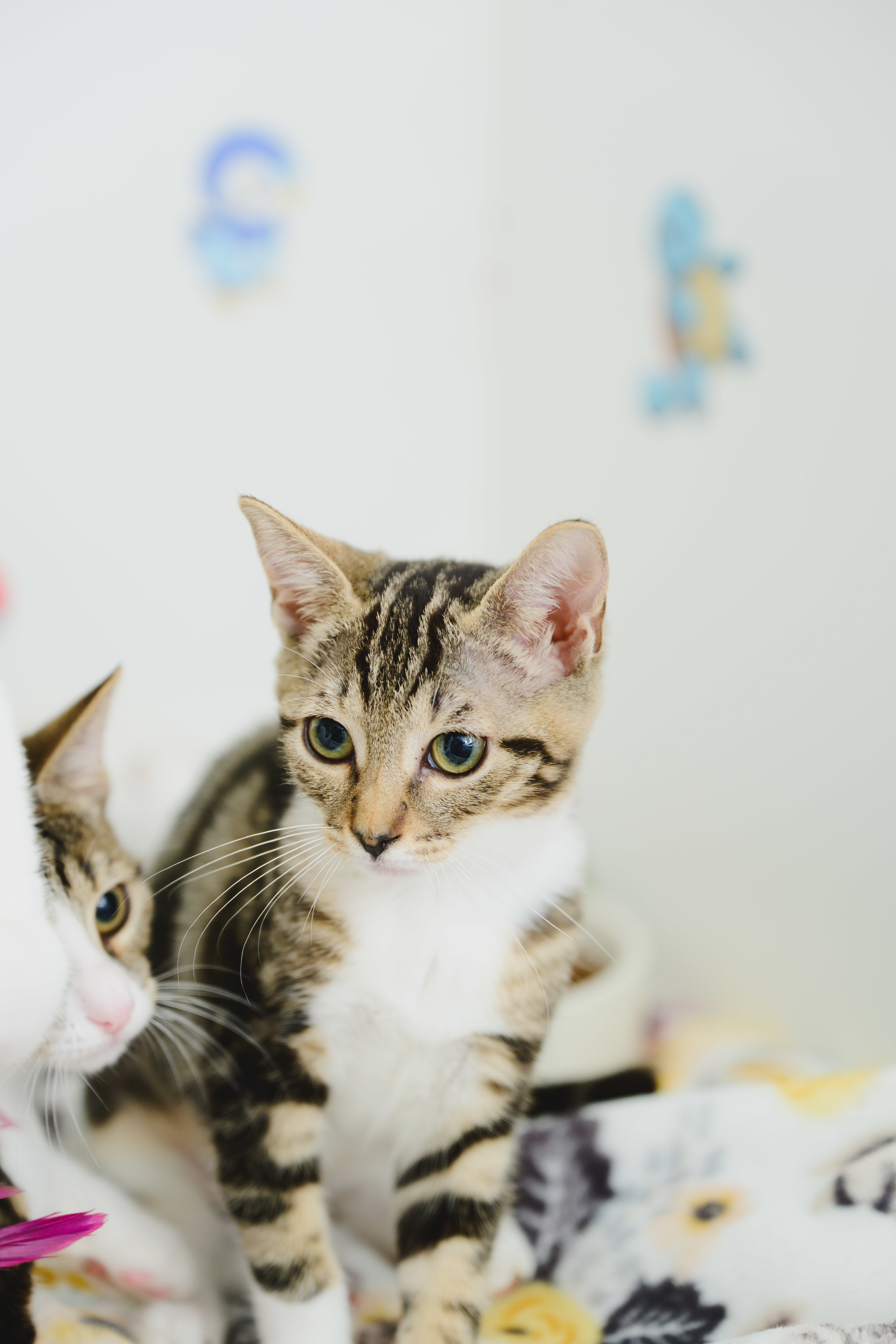 Jayla, an adoptable Domestic Short Hair in Honolulu, HI, 96826 | Photo Image 3