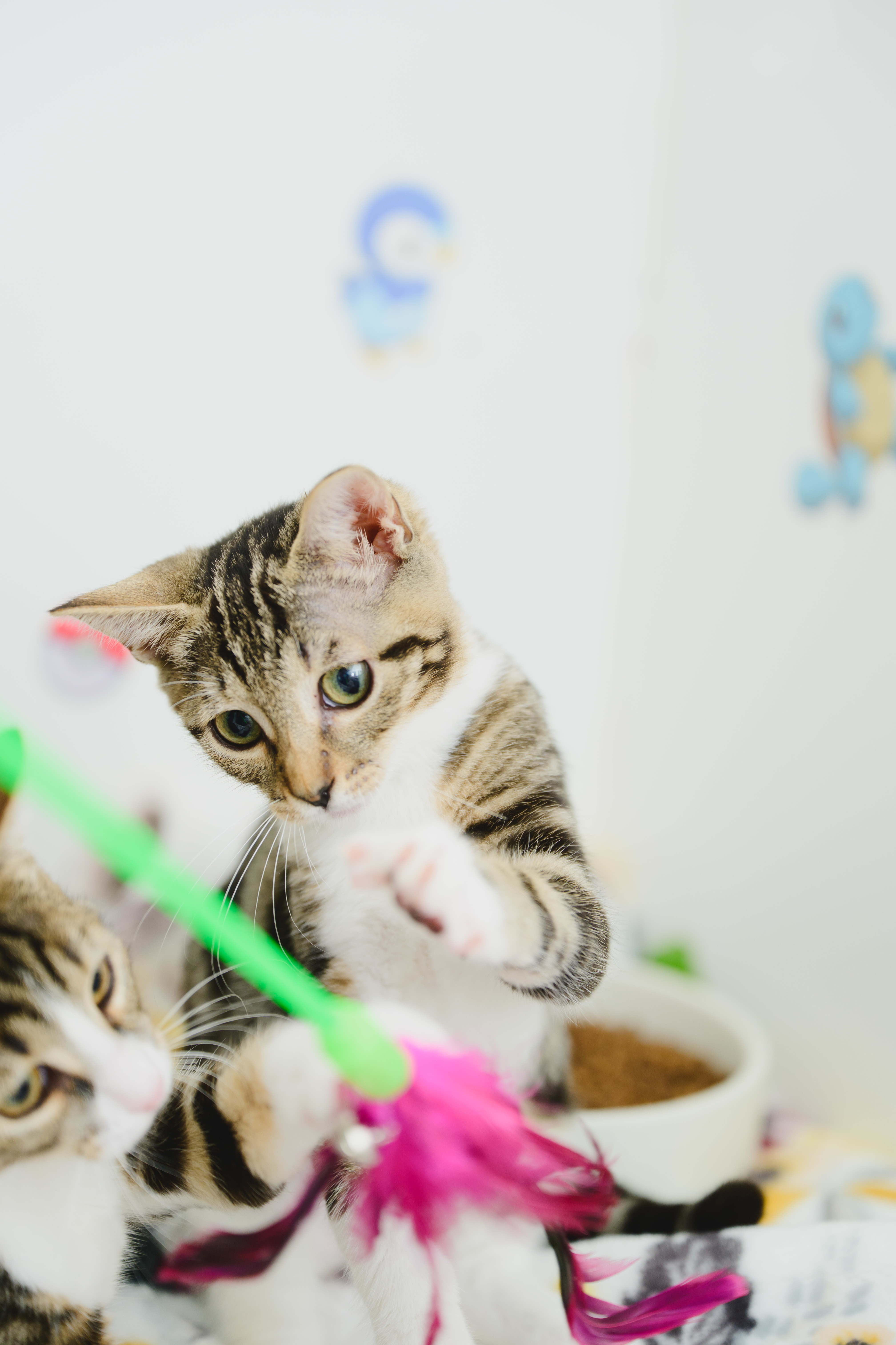 Jayla, an adoptable Domestic Short Hair in Honolulu, HI, 96826 | Photo Image 4