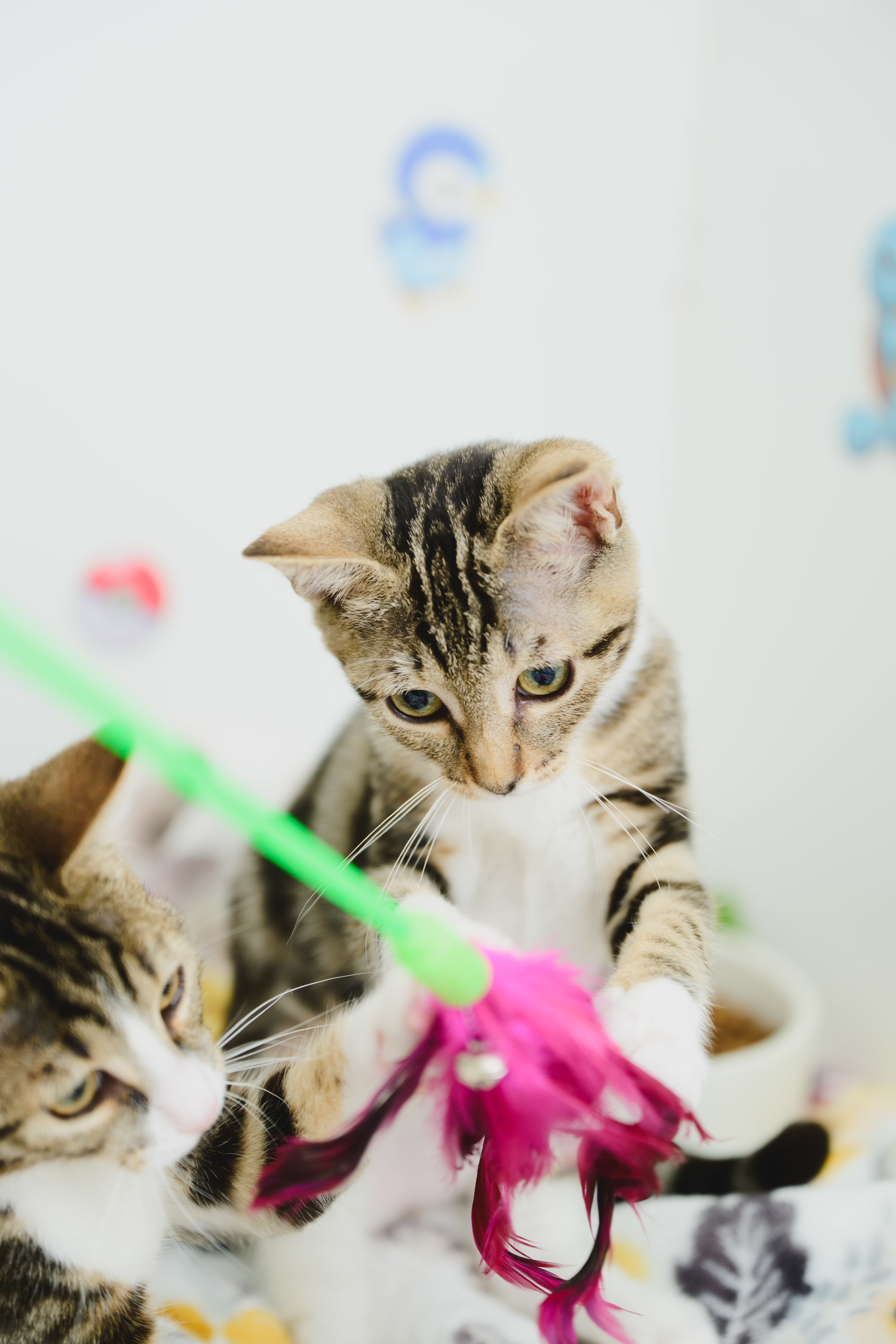 Jayla, an adoptable Domestic Short Hair in Honolulu, HI, 96826 | Photo Image 5