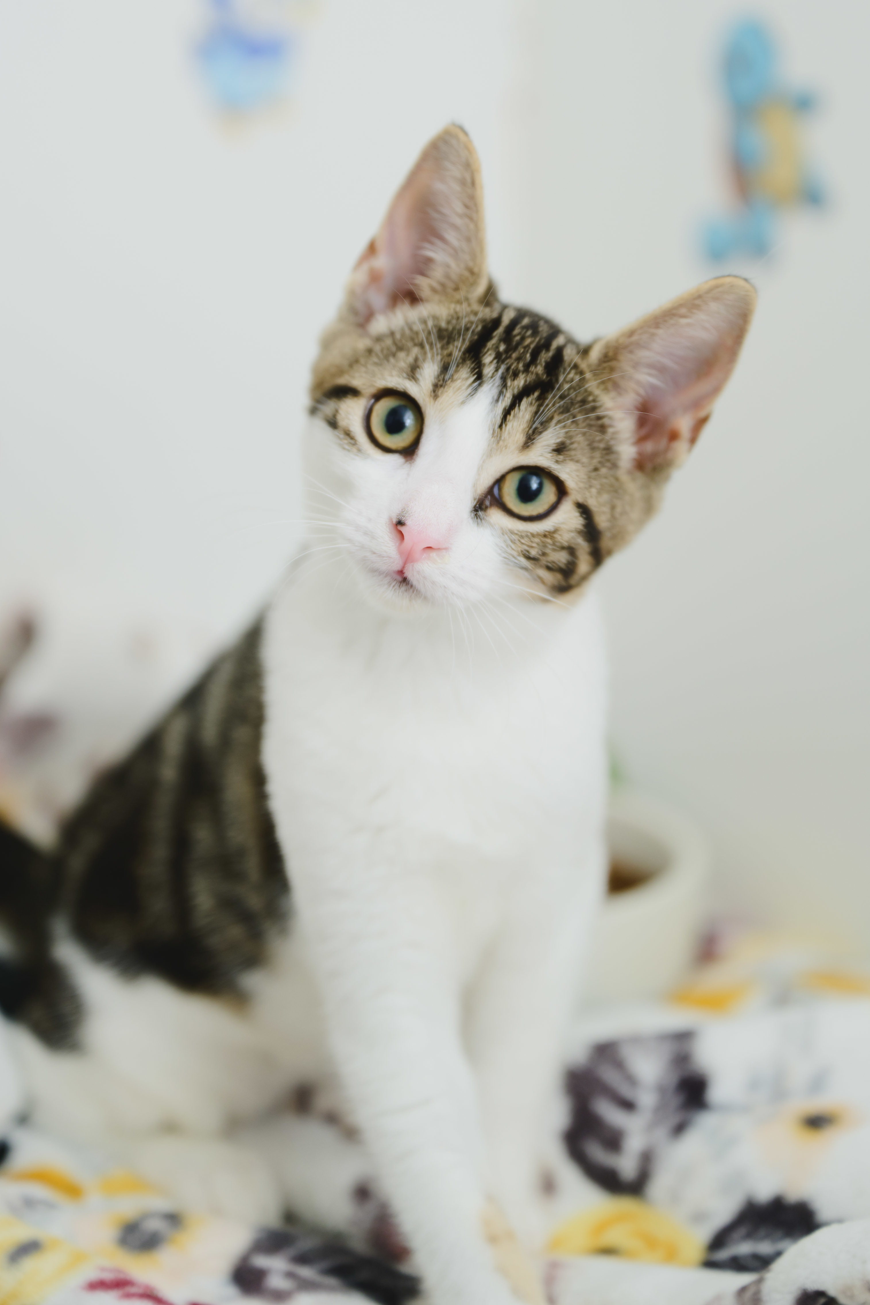 Layla, an adoptable Domestic Short Hair in Honolulu, HI, 96826 | Photo Image 1