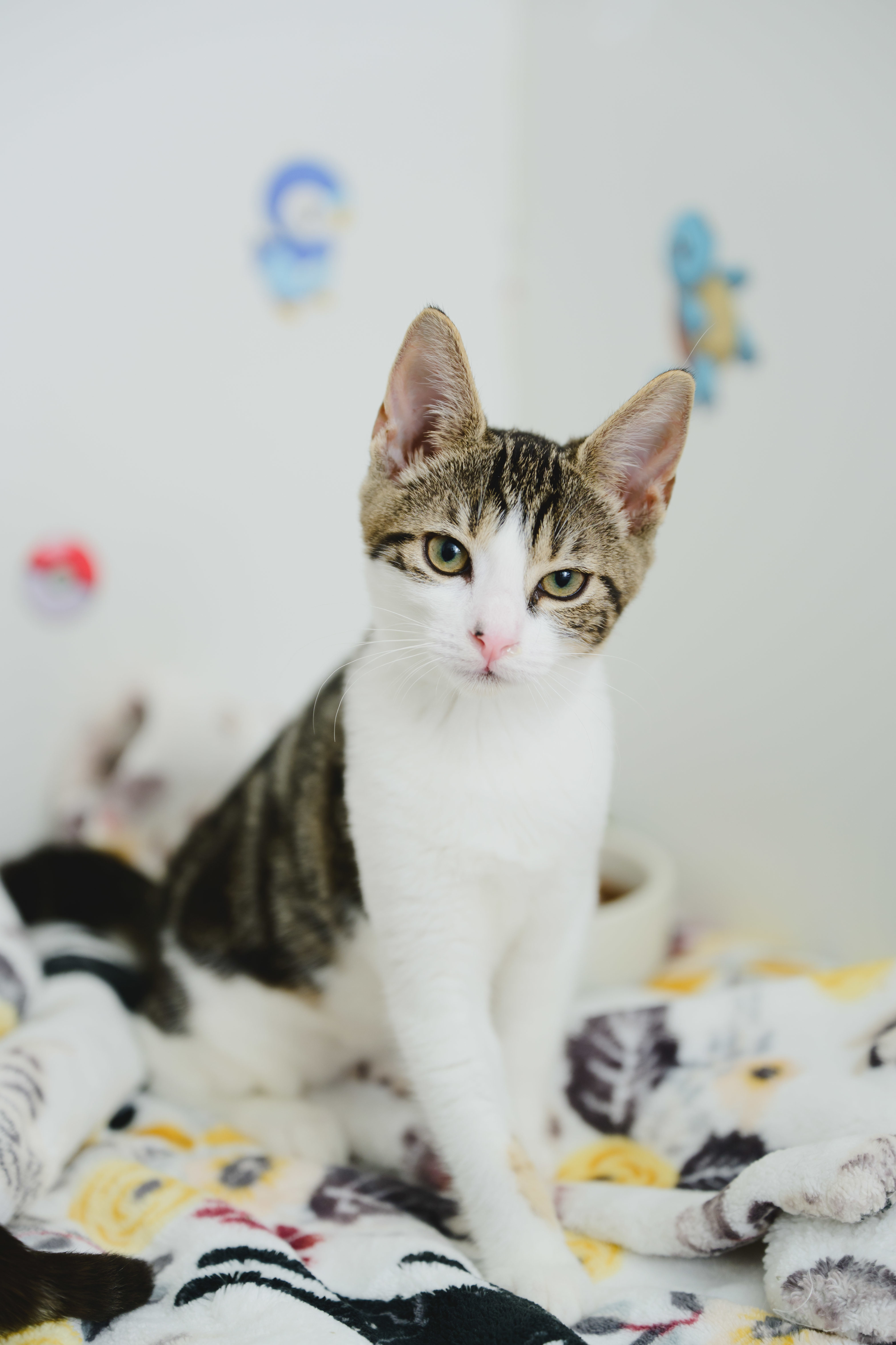Layla, an adoptable Domestic Short Hair in Honolulu, HI, 96826 | Photo Image 2
