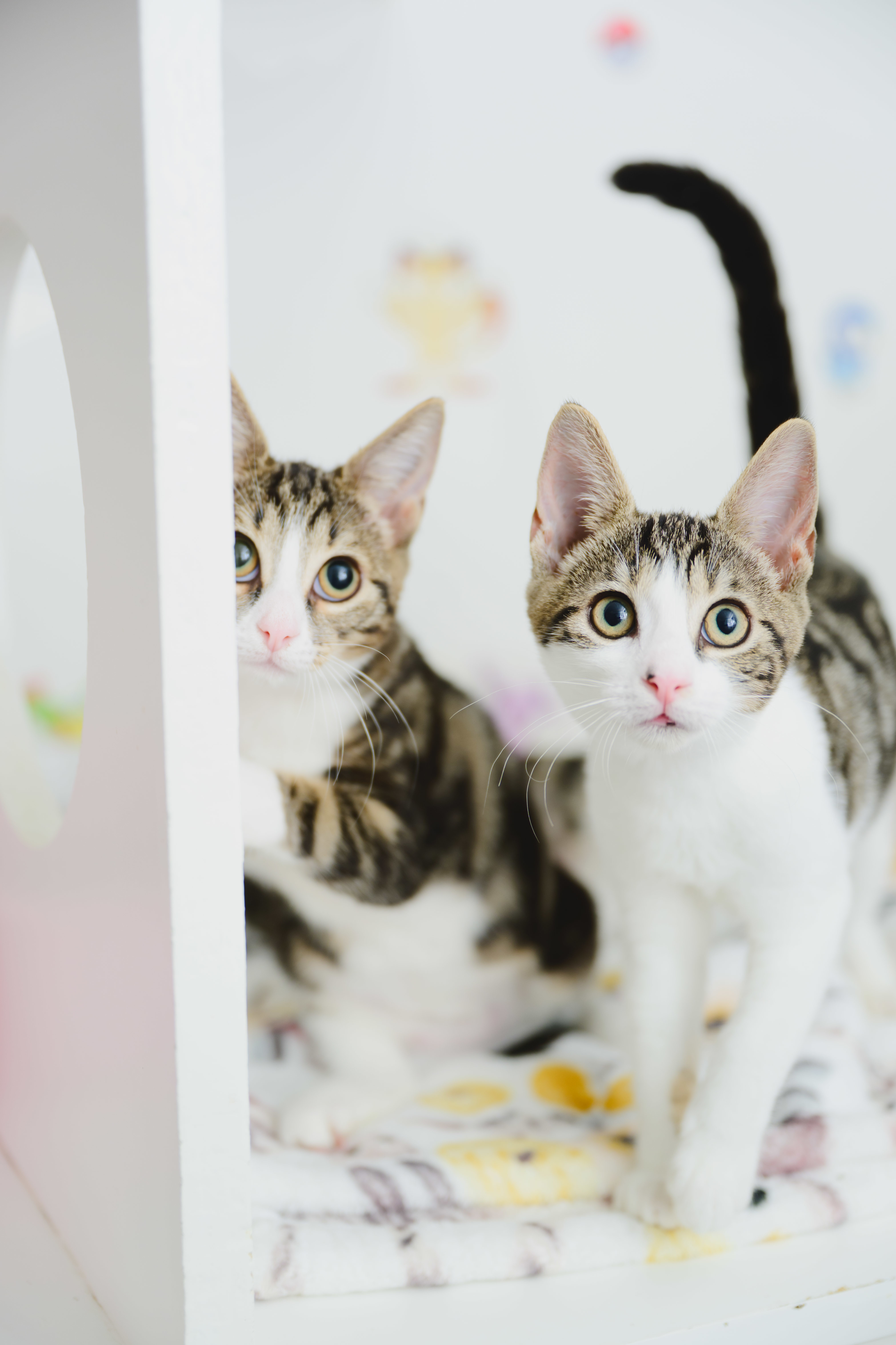 Layla, an adoptable Domestic Short Hair in Honolulu, HI, 96826 | Photo Image 3