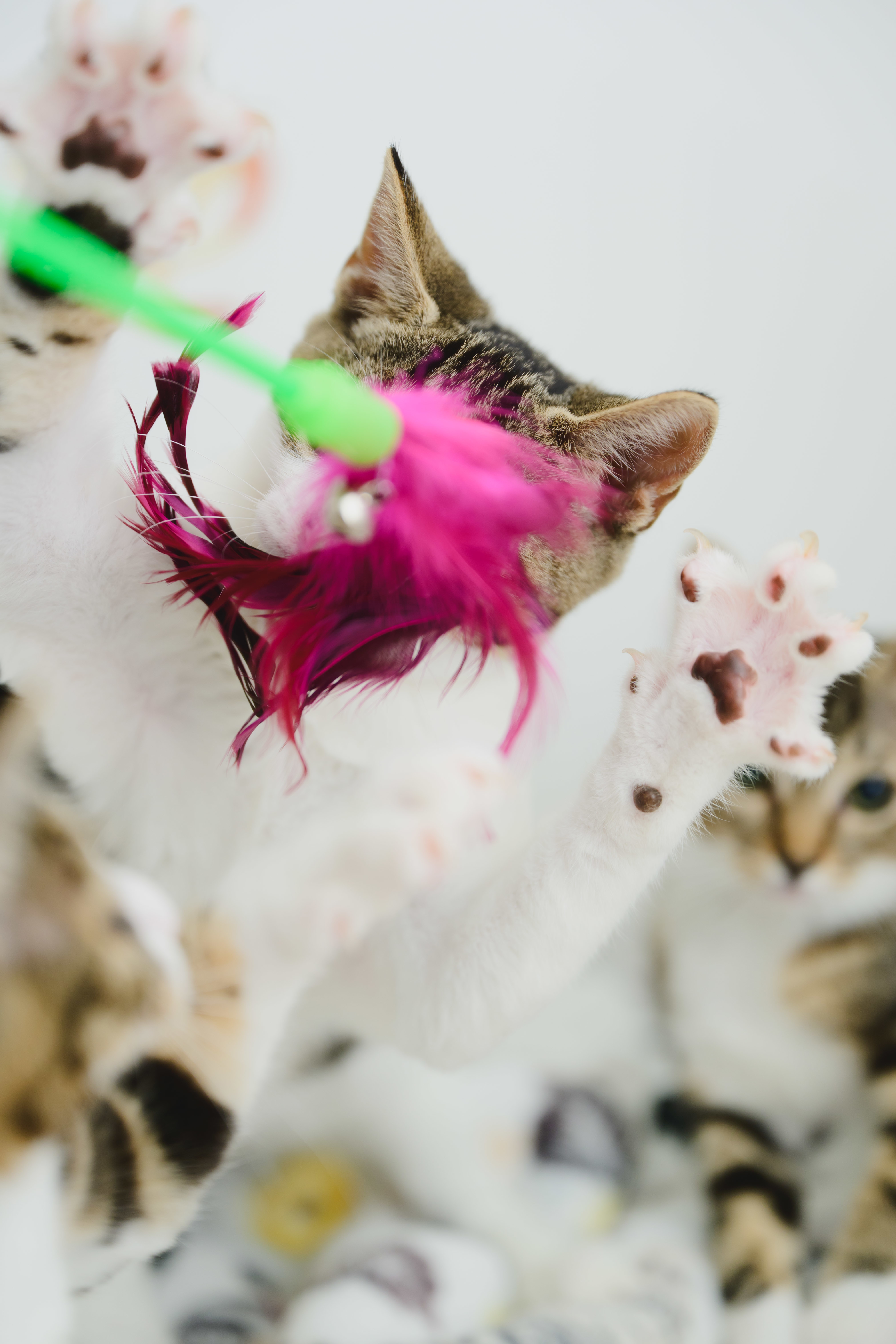 Layla, an adoptable Domestic Short Hair in Honolulu, HI, 96826 | Photo Image 5