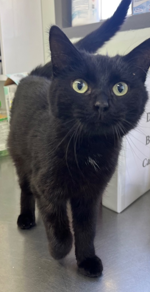Merlin