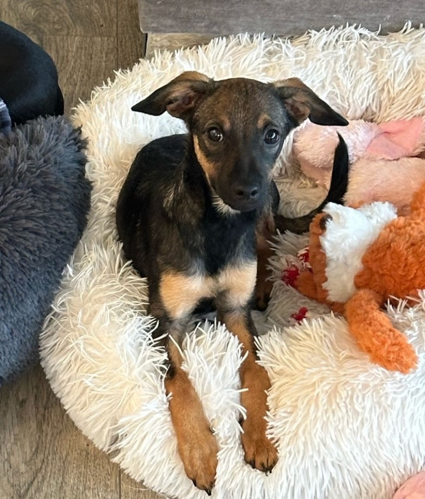 Beckham, an adoptable Dachshund, Chihuahua in San Juan de Abajo, NAY, 63732 | Photo Image 1