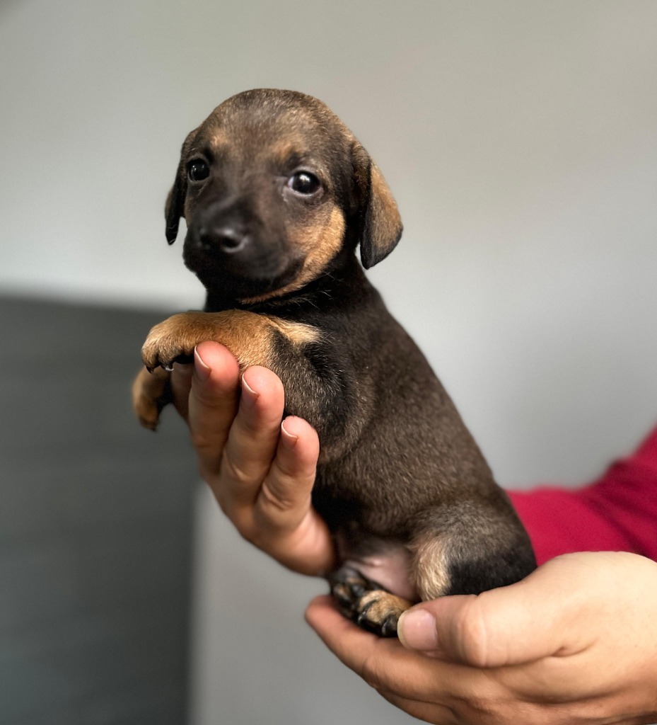 Beckham, an adoptable Dachshund, Chihuahua in San Juan de Abajo, NAY, 63732 | Photo Image 2