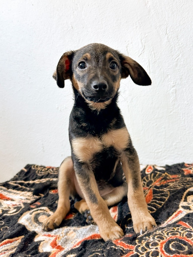 Beckham, an adoptable Dachshund, Chihuahua in San Juan de Abajo, NAY, 63732 | Photo Image 3