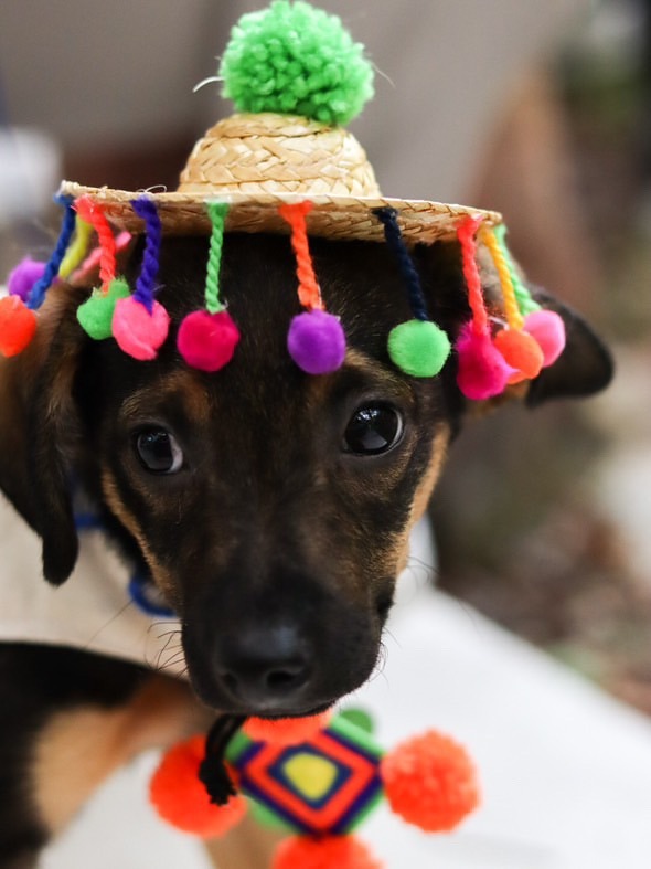 Beckham, an adoptable Dachshund, Chihuahua in San Juan de Abajo, NAY, 63732 | Photo Image 4