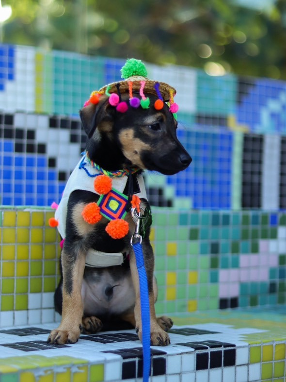 Beckham, an adoptable Dachshund, Chihuahua in San Juan de Abajo, NAY, 63732 | Photo Image 5