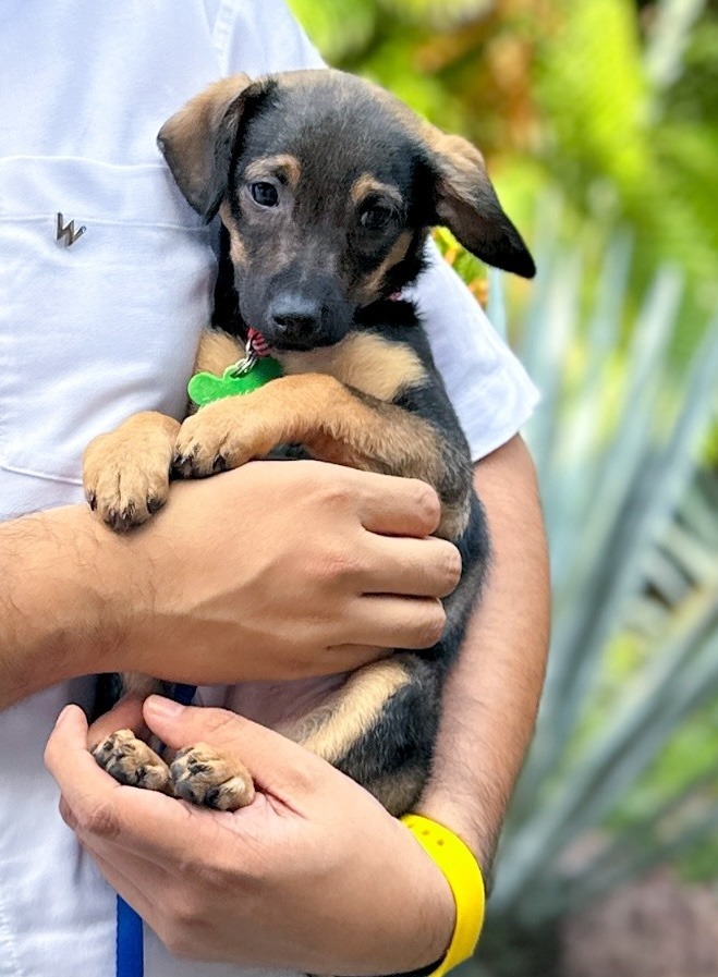 Beckham, an adoptable Dachshund, Chihuahua in San Juan de Abajo, NAY, 63732 | Photo Image 6