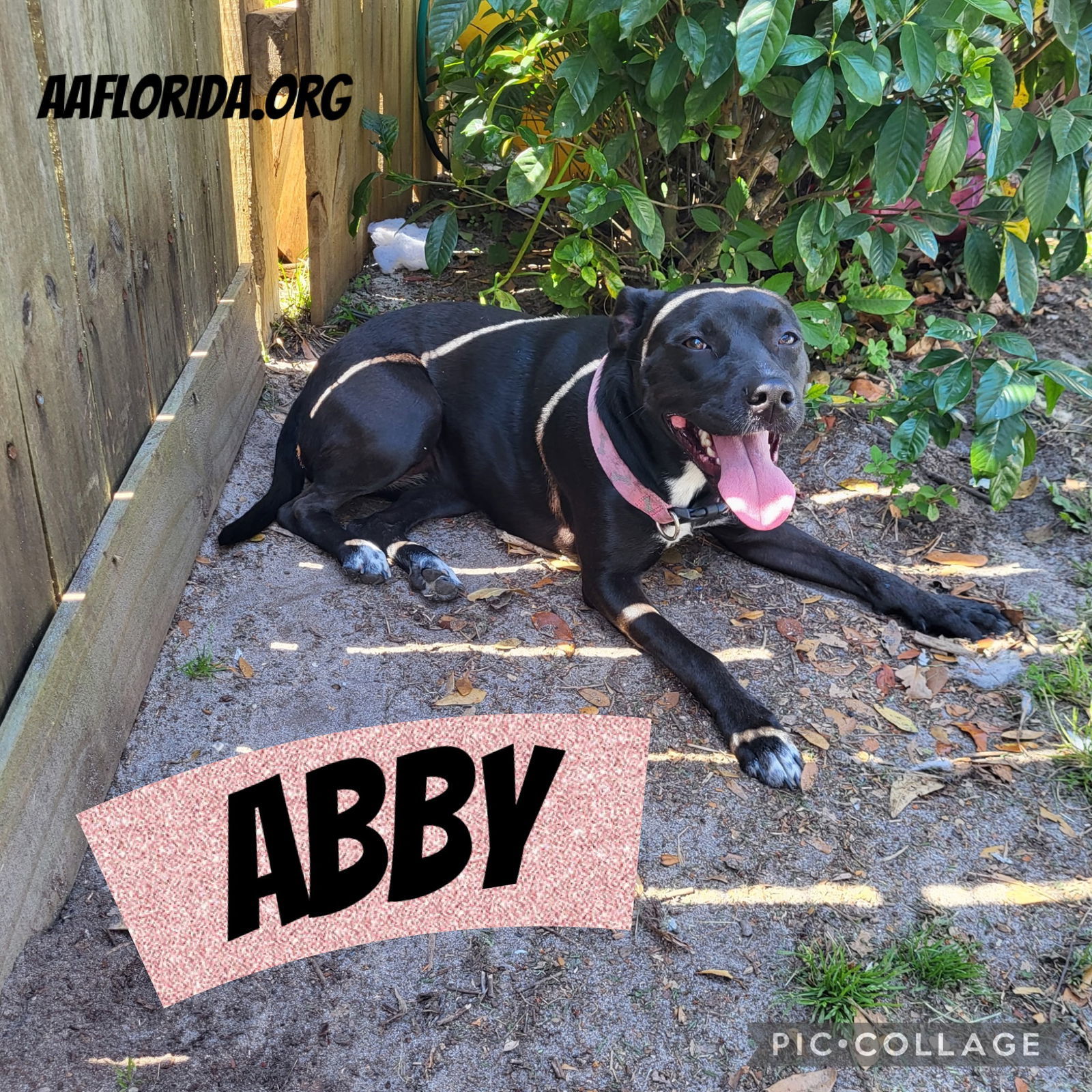 Abby