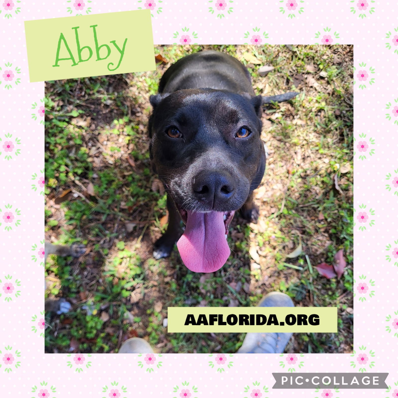 Abby