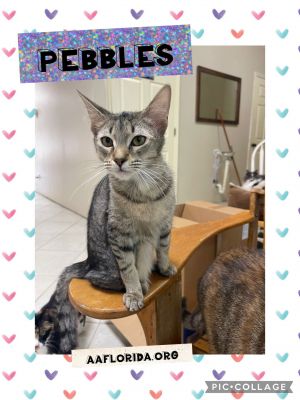 Pebbles *Cyd, Young Female Tabby