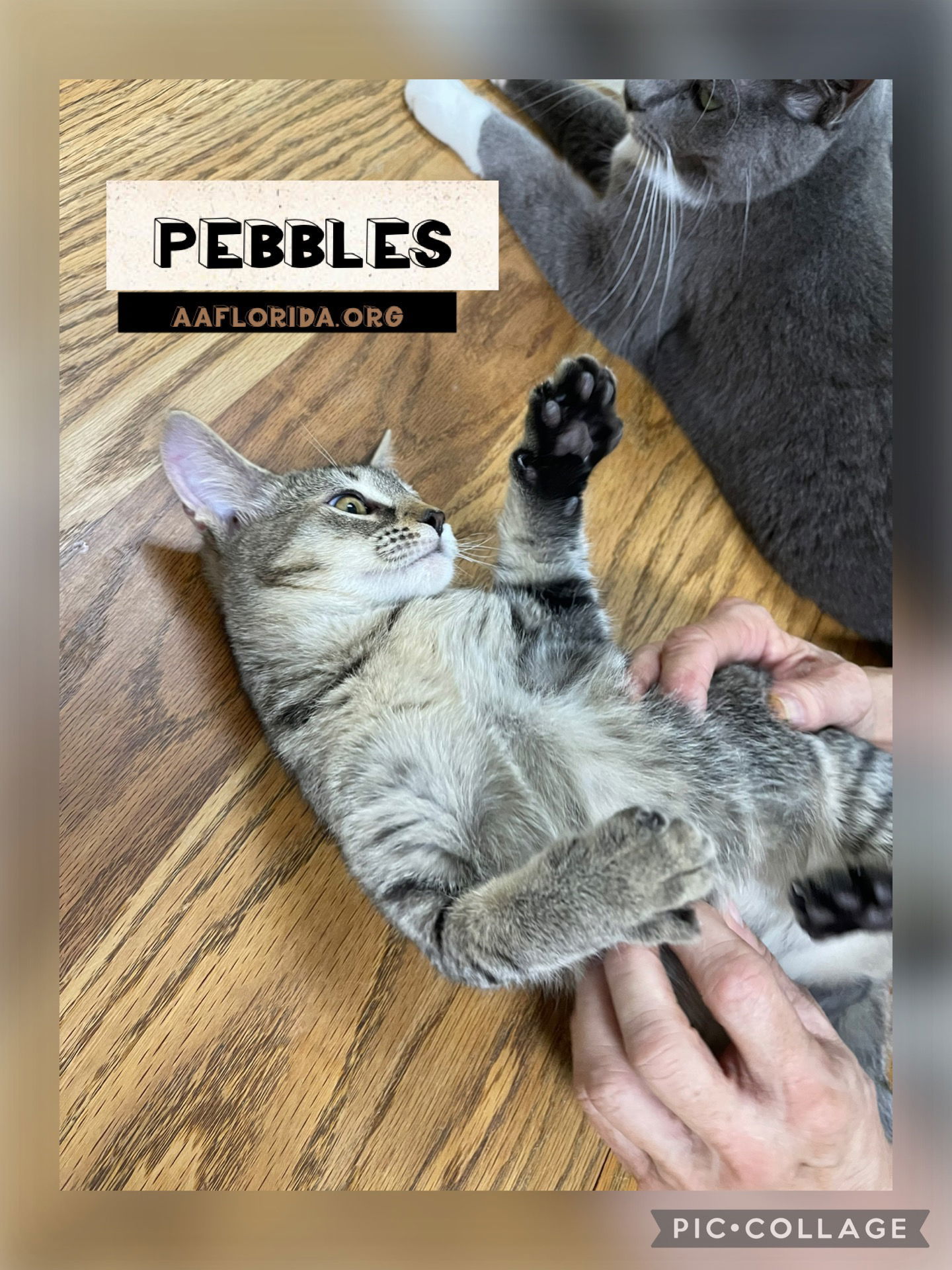 Pebbles *Cyd