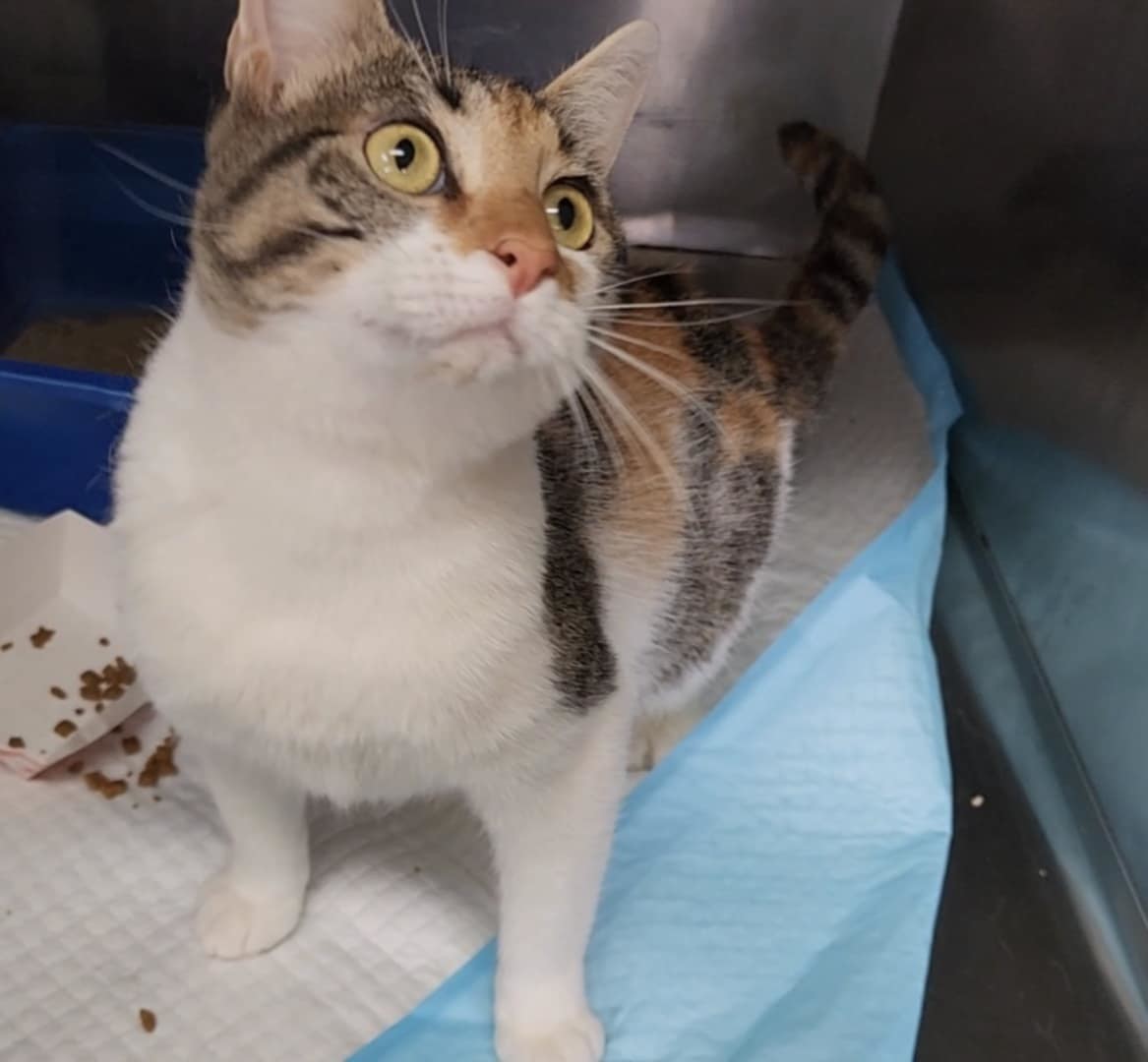 Fields, an adoptable Calico, Tabby in Pineville, LA, 71361 | Photo Image 1