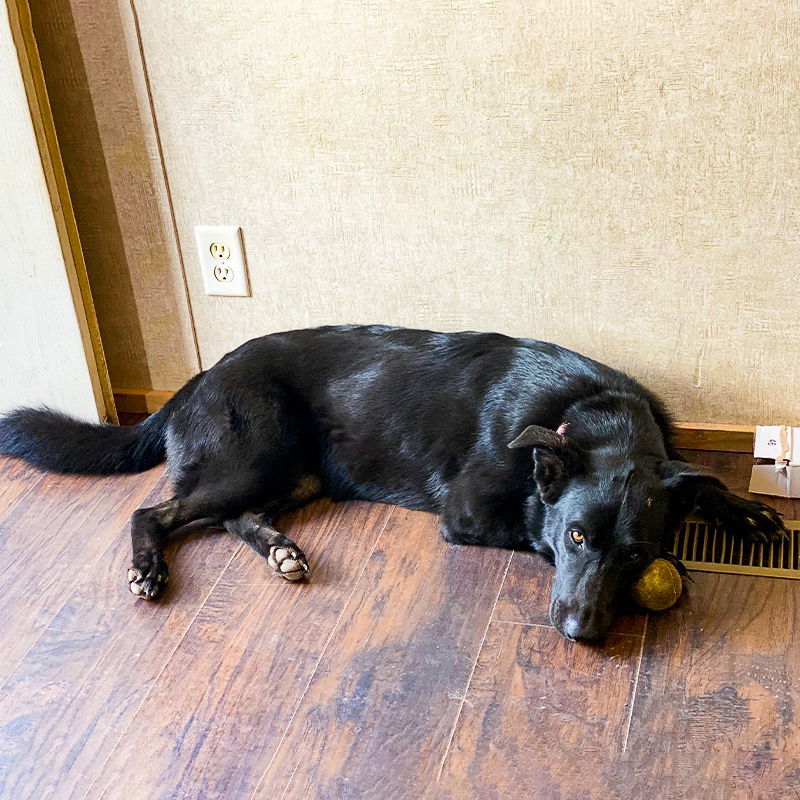 Bailey VI (New Digs)