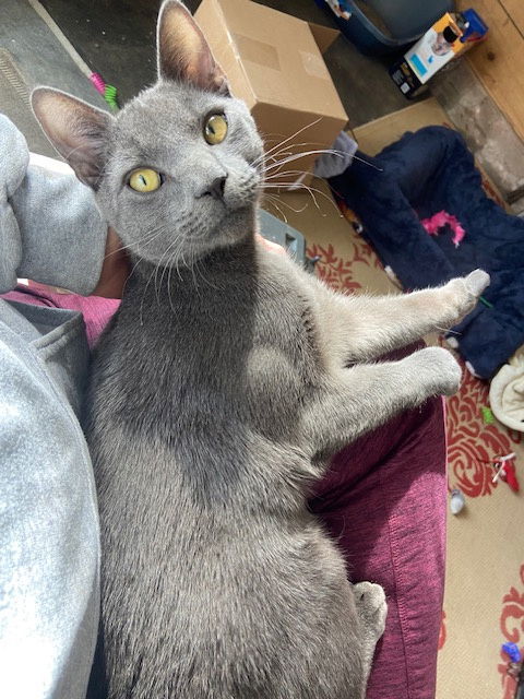 Courtesy List: Purr Monkey