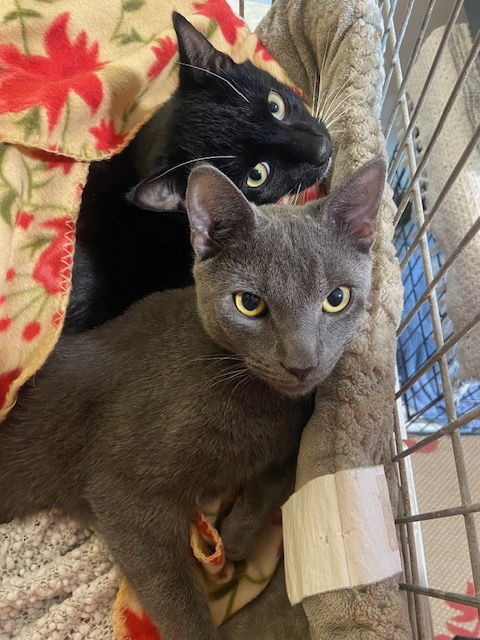 Courtesy List: Purr Monkey