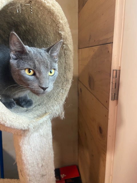 Courtesy List: Purr Monkey