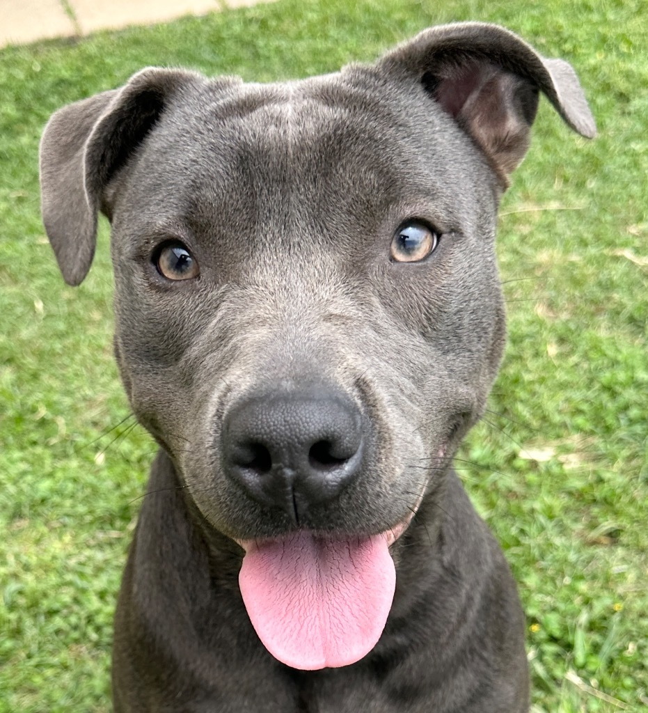 MAGGIE