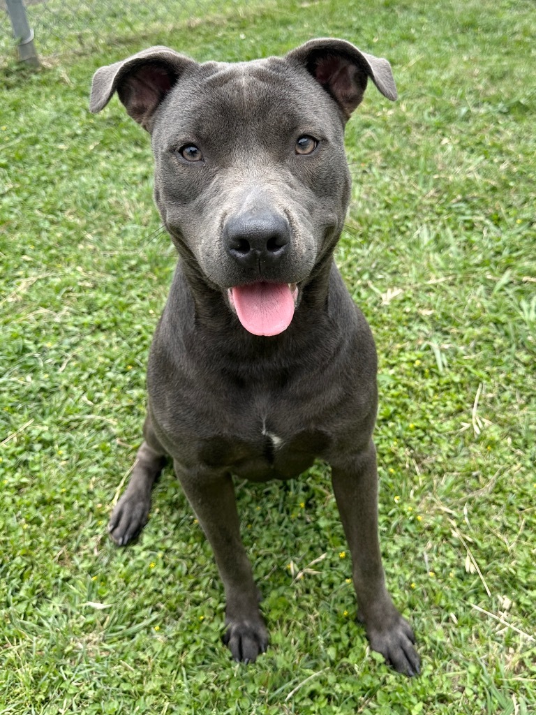 MAGGIE