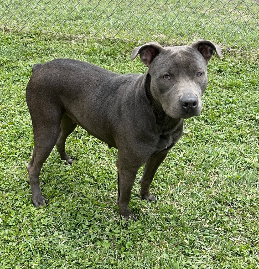 MAGGIE