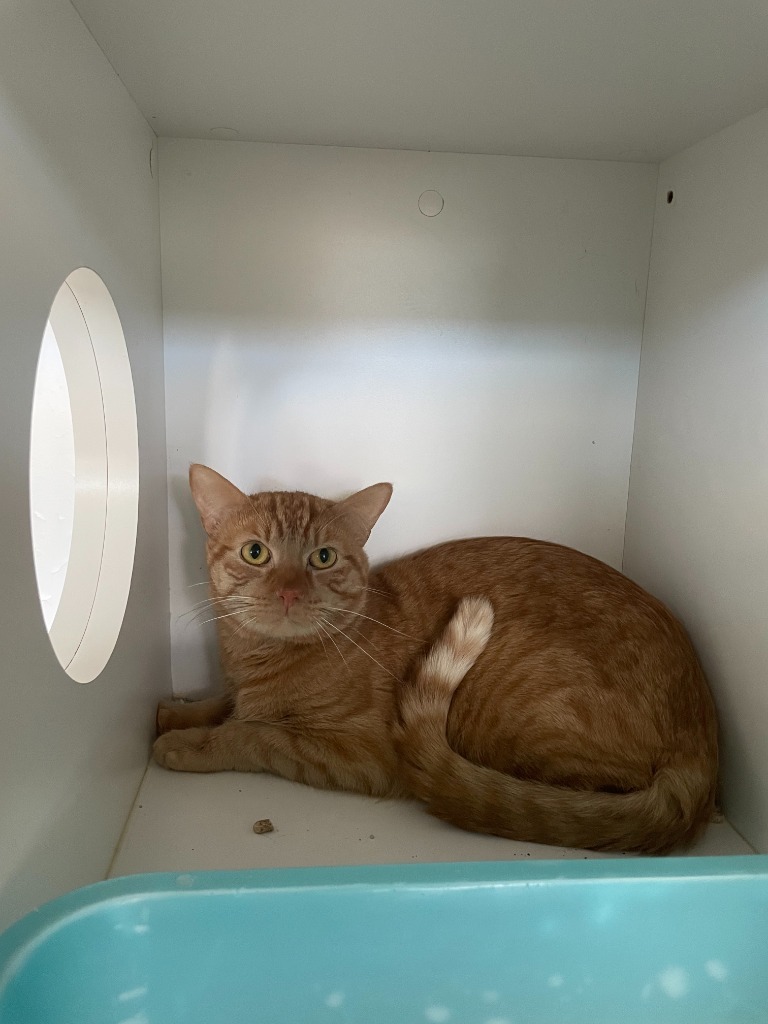 Simba