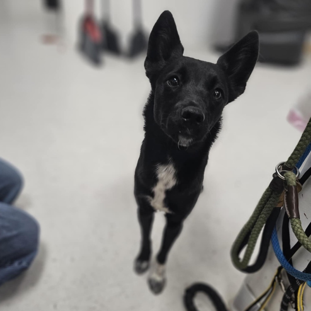 Spartachius, an adoptable Border Collie, Mixed Breed in Garden City, KS, 67846 | Photo Image 1