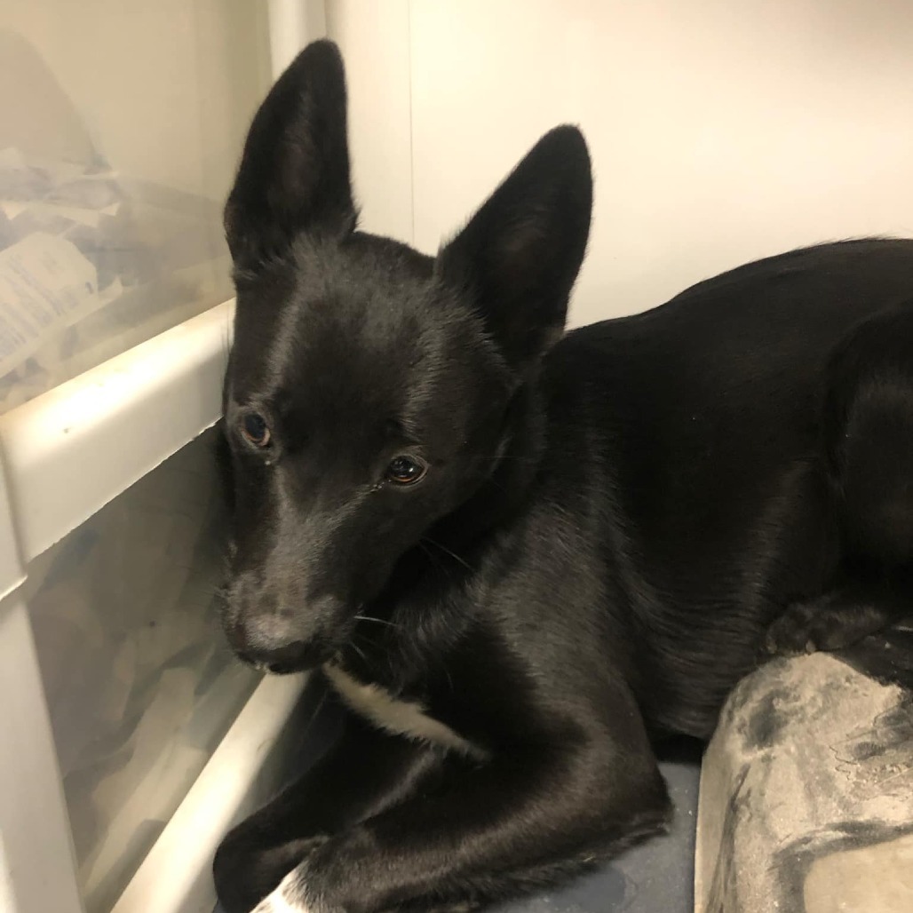 Spartachius, an adoptable Border Collie, Mixed Breed in Garden City, KS, 67846 | Photo Image 2