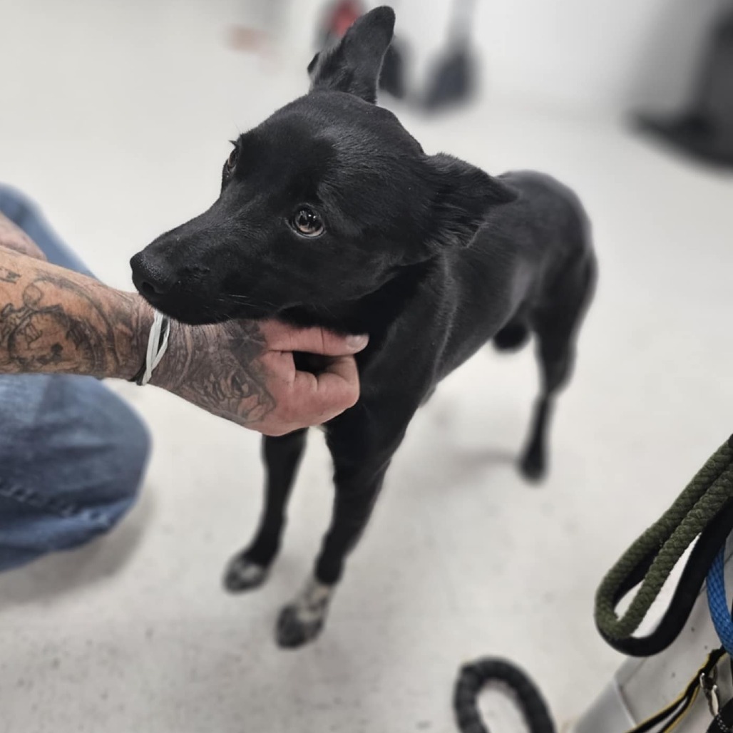 Spartachius, an adoptable Border Collie, Mixed Breed in Garden City, KS, 67846 | Photo Image 3