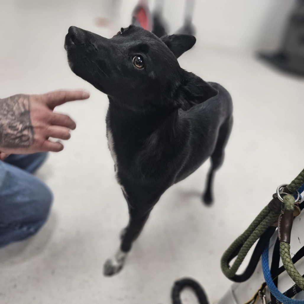 Spartachius, an adoptable Border Collie, Mixed Breed in Garden City, KS, 67846 | Photo Image 4