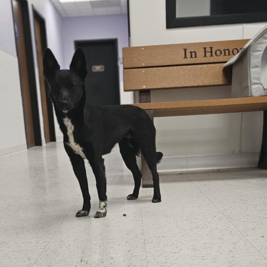 Spartachius, an adoptable Border Collie, Mixed Breed in Garden City, KS, 67846 | Photo Image 6